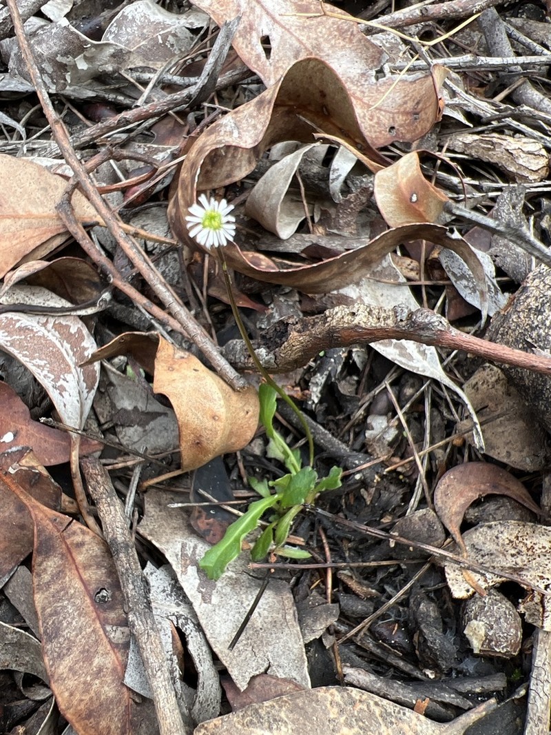 Lagenophora gracilis photo 2
