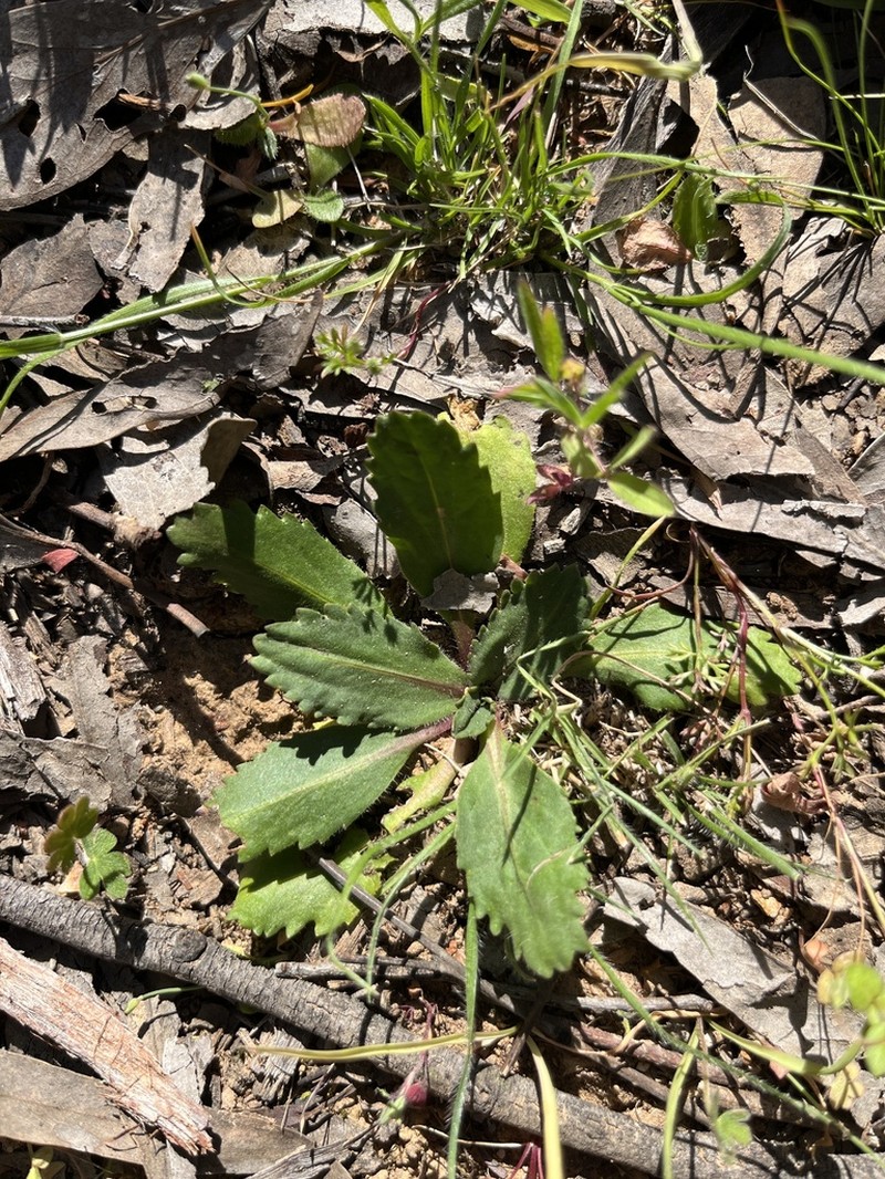 Lagenophora gracilis photo 3