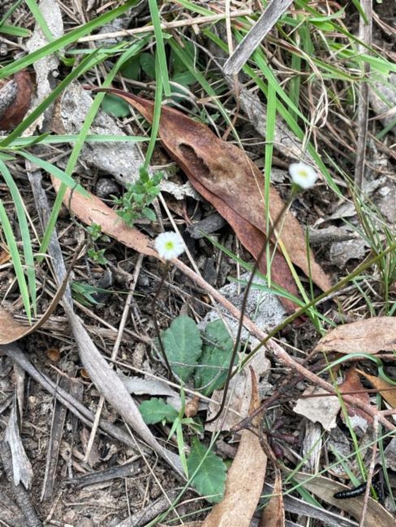 Lagenophora gracilis photo 4
