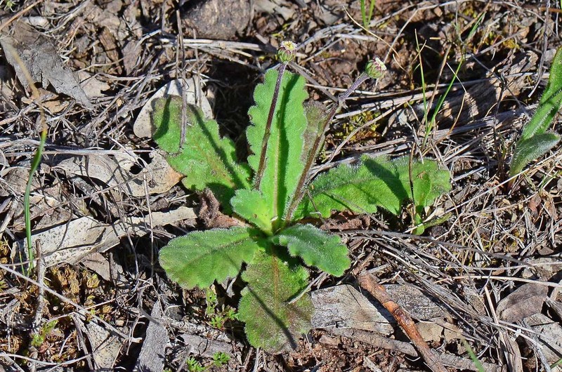 Lagenophora gunniana