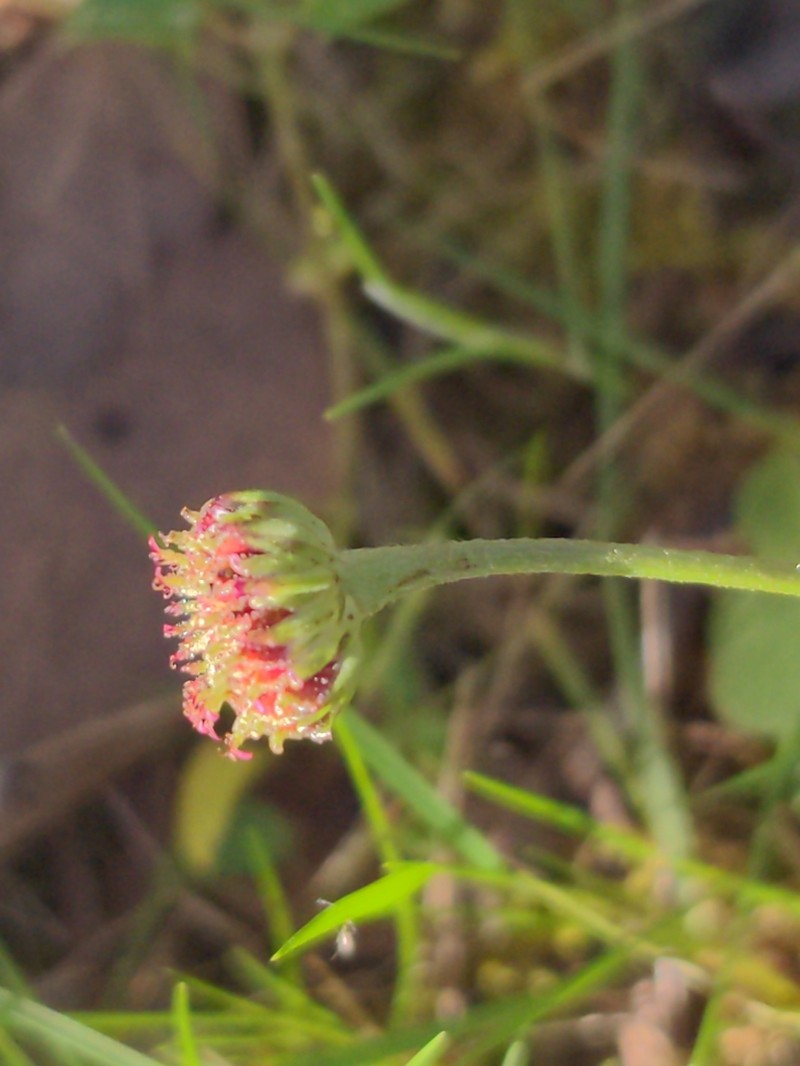 Lagenophora gunniana photo 2