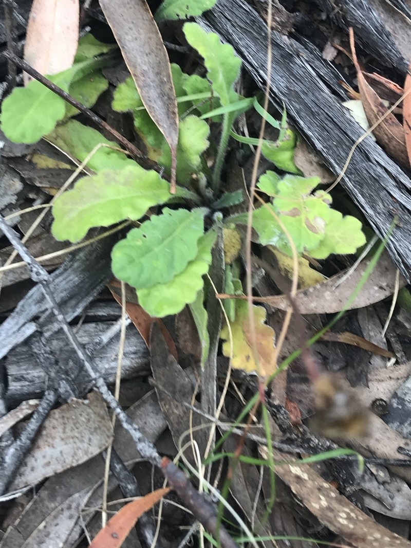 Lagenophora gunniana photo 3