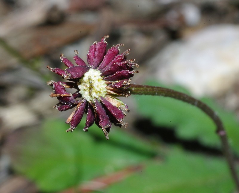 Lagenophora gunniana photo 4