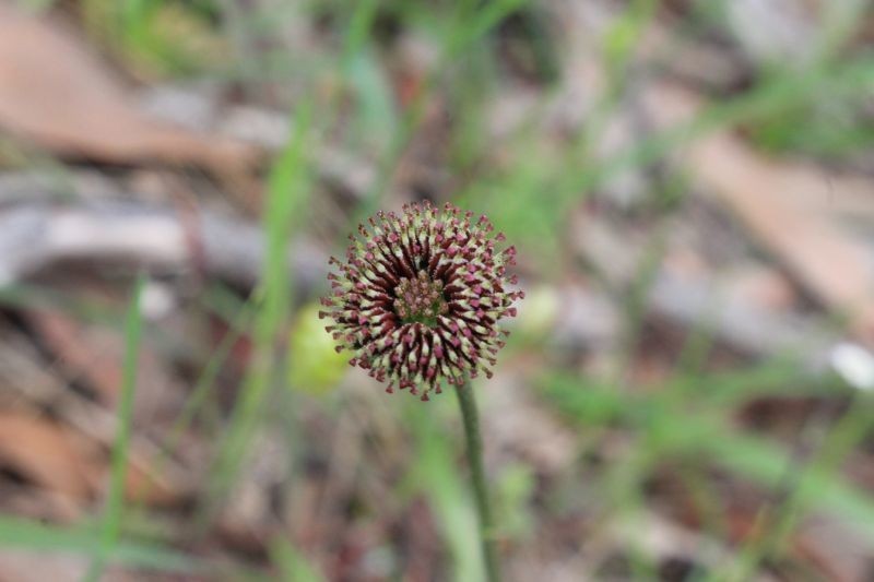 Lagenophora gunniana photo 5