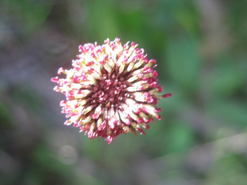 Lagenophora gunniana photo 6