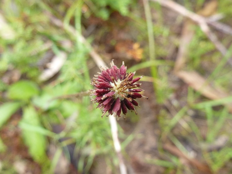 Lagenophora gunniana photo 7
