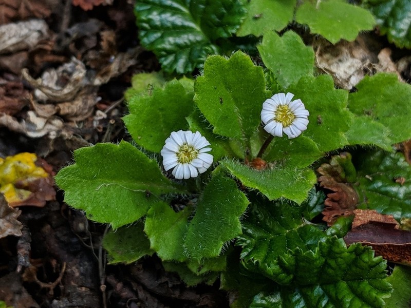Lagenophora hariotii