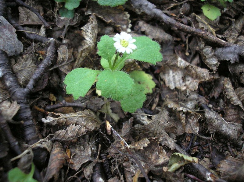 Lagenophora hariotii photo 2