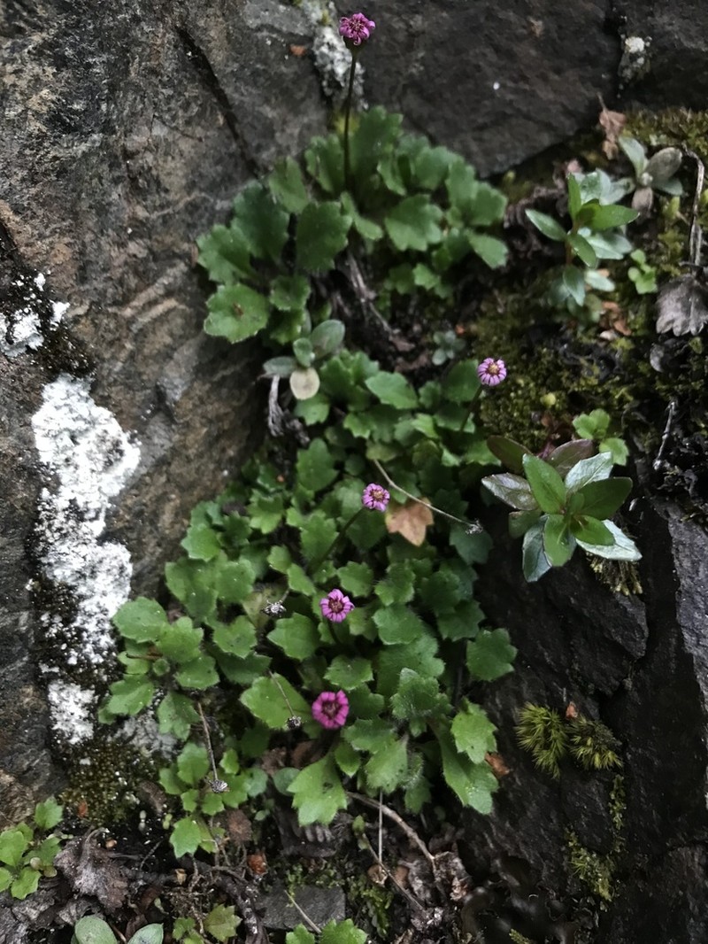 Lagenophora hariotii photo 3