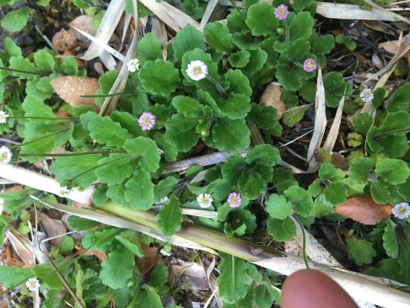 Lagenophora hariotii photo 4