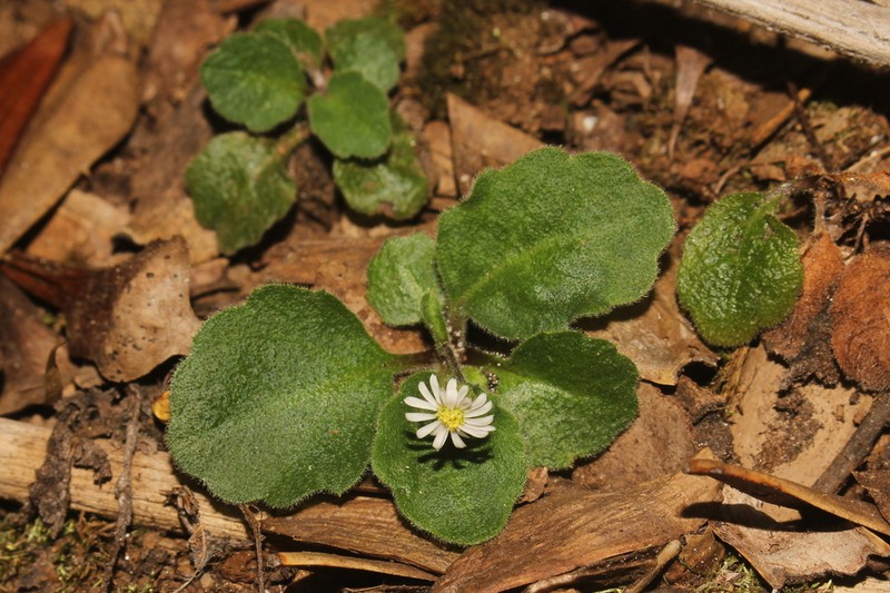 Lagenophora hariotii photo 5
