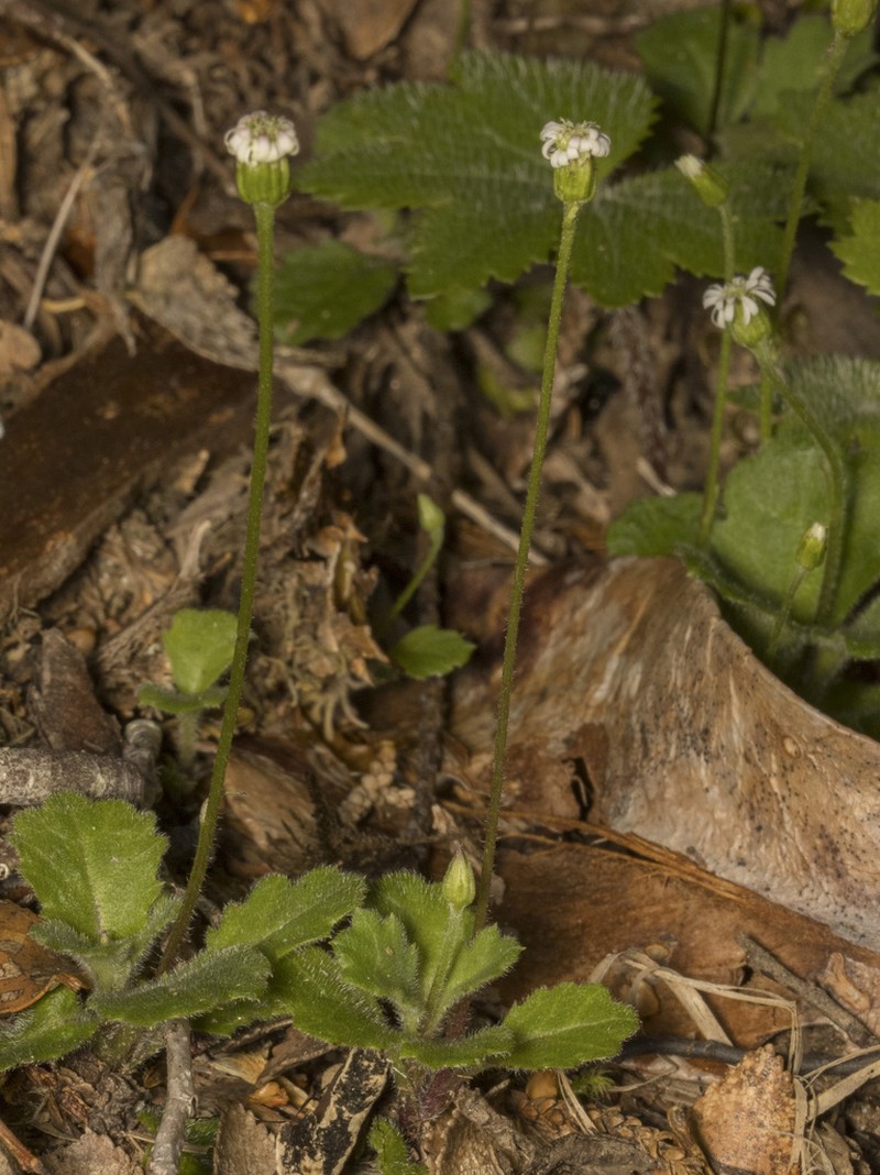 Lagenophora hariotii photo 6