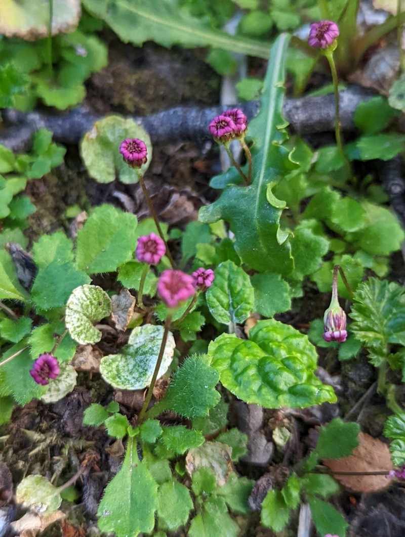 Lagenophora hariotii photo 7