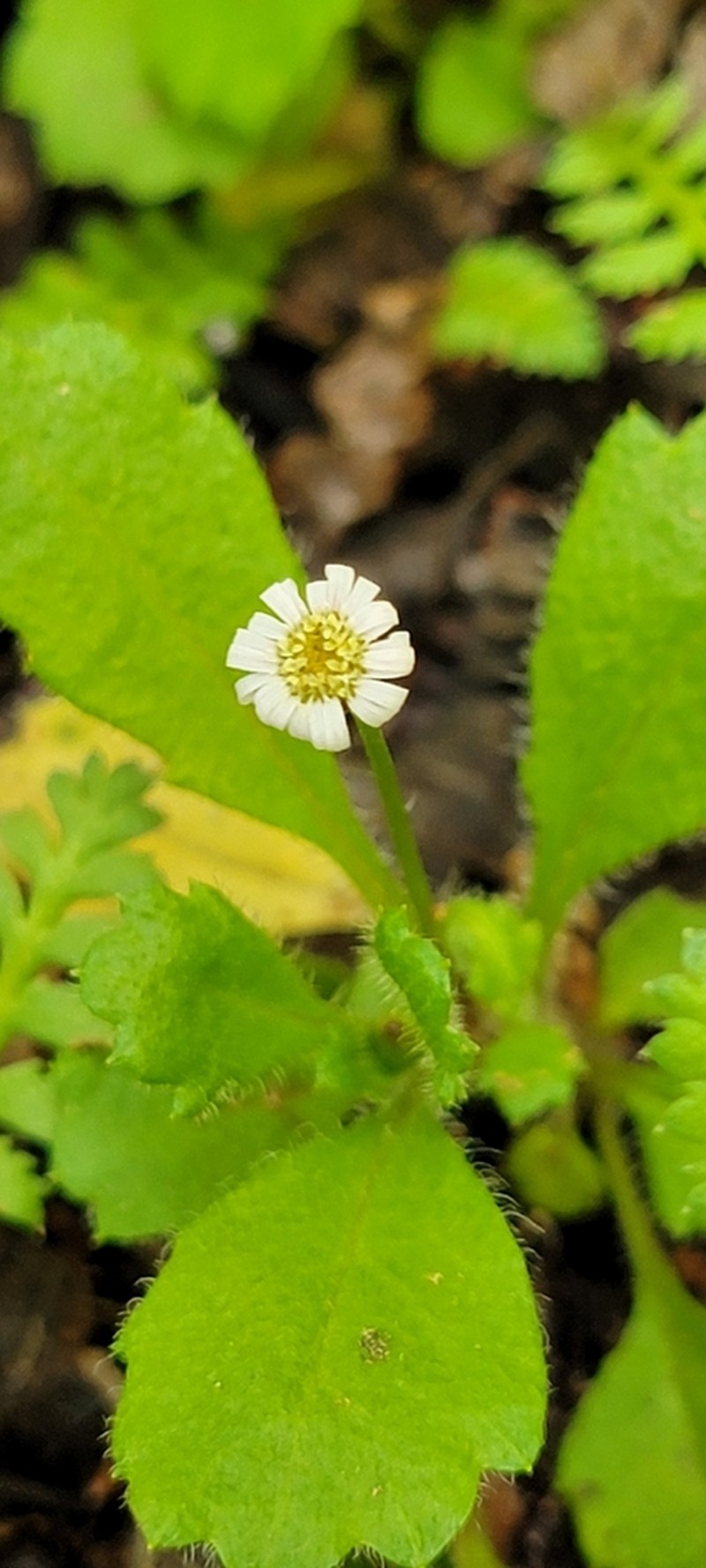 Lagenophora hariotii photo 8