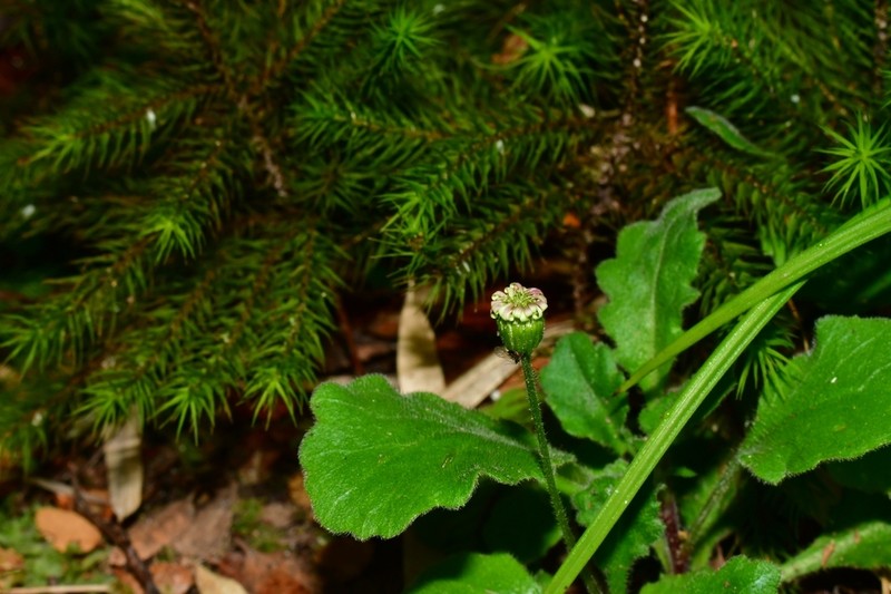 Lagenophora hirsuta