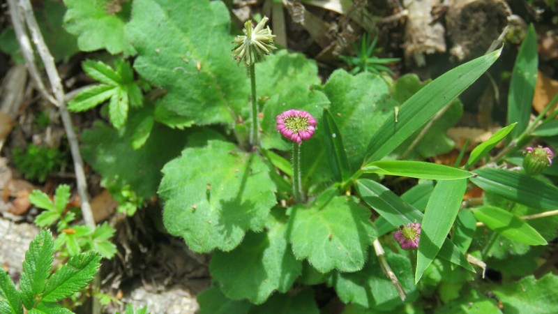 Lagenophora hirsuta photo 2