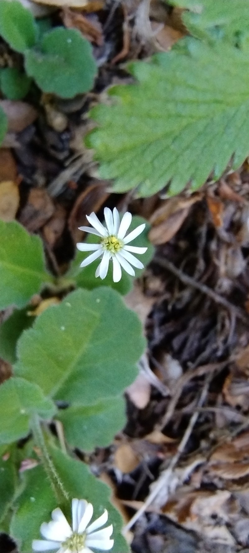 Lagenophora hirsuta photo 3
