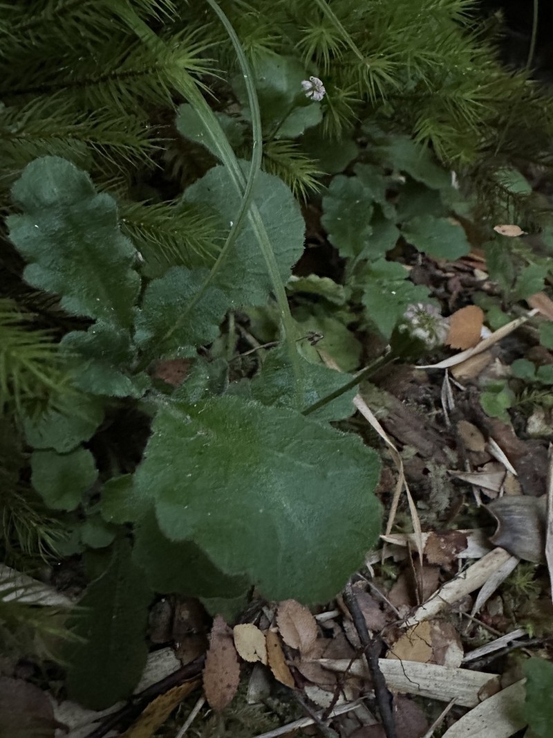 Lagenophora hirsuta photo 5