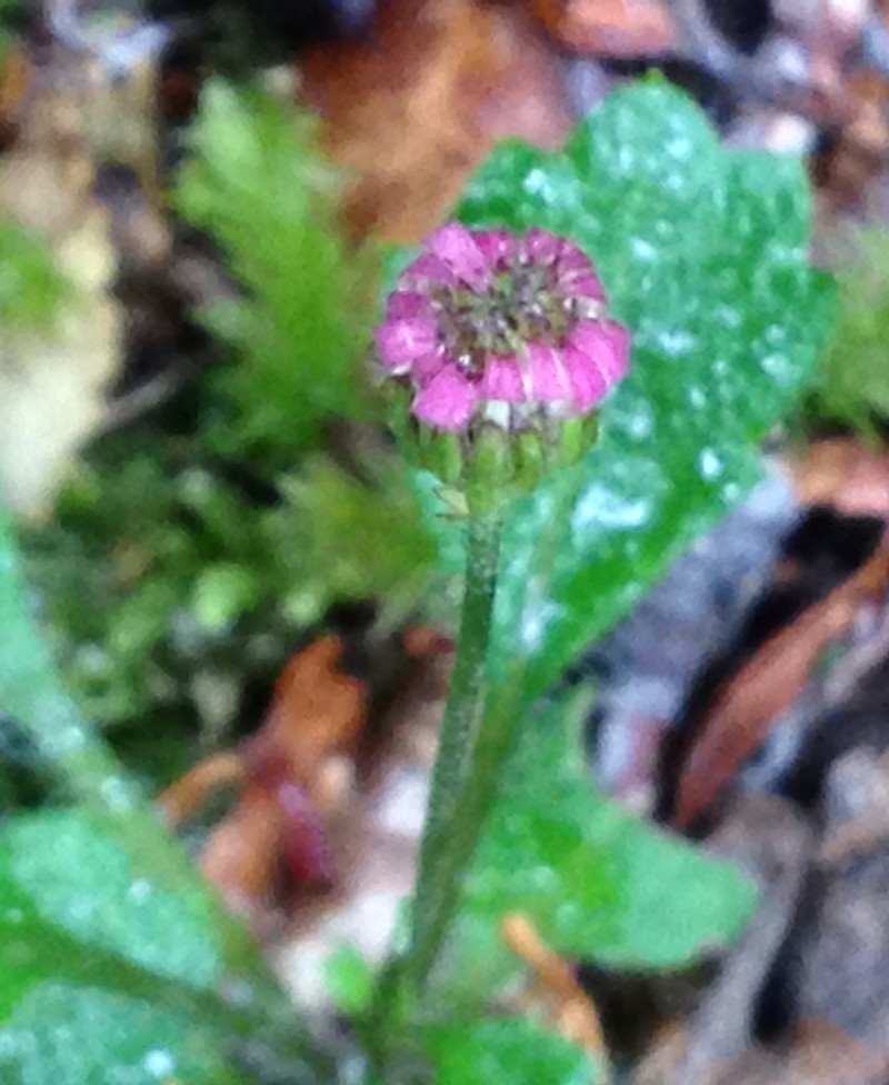 Lagenophora hirsuta photo 6
