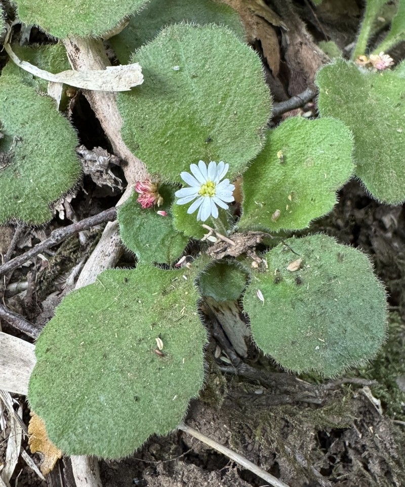 Lagenophora hirsuta photo 8