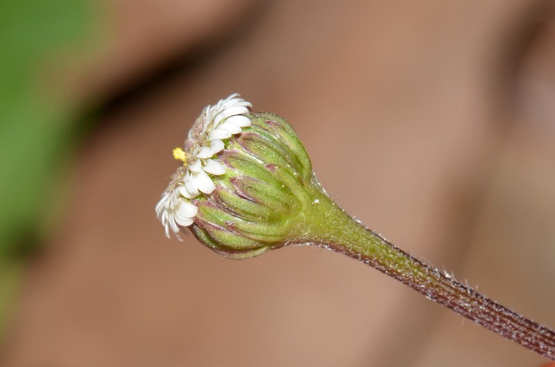 Lagenophora huegelii