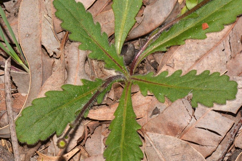 Lagenophora huegelii photo 2