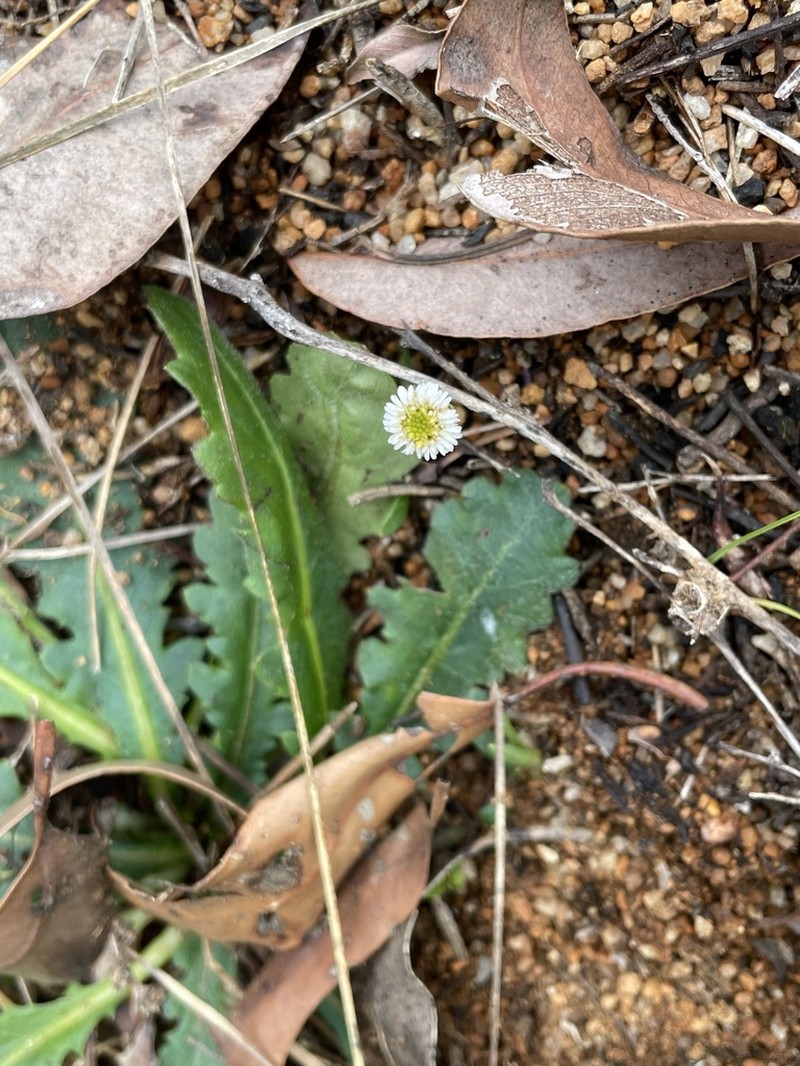 Lagenophora huegelii photo 3