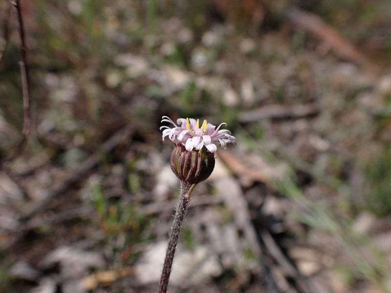 Lagenophora huegelii photo 4