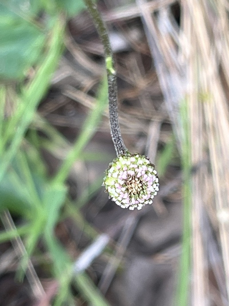 Lagenophora huegelii photo 5