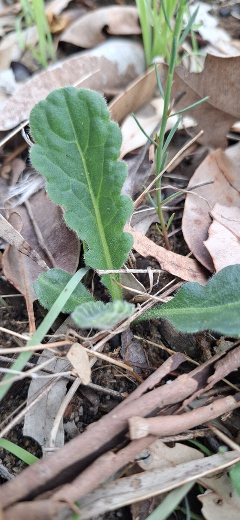 Lagenophora huegelii photo 6
