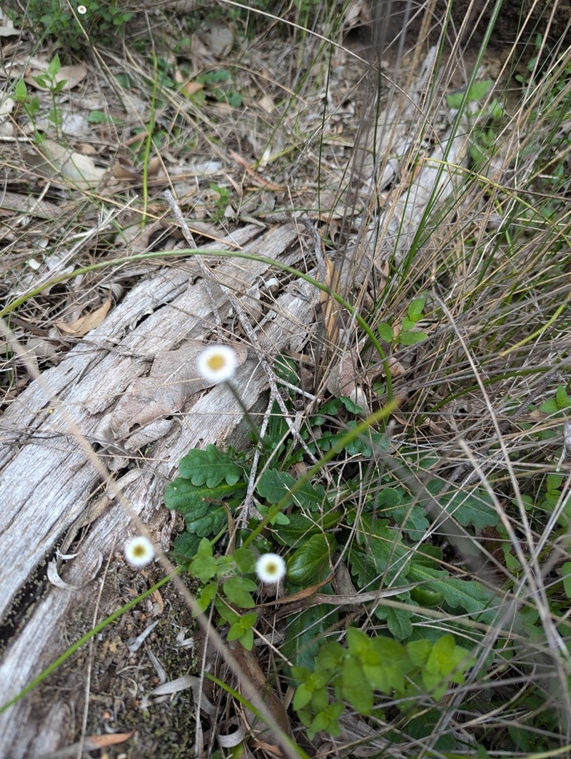 Lagenophora huegelii photo 7