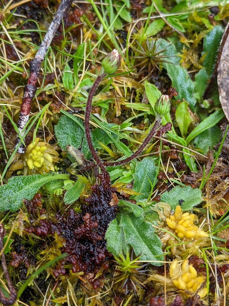 Lagenophora latifolia