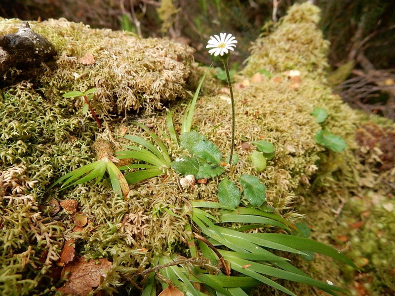 Lagenophora latifolia photo 3