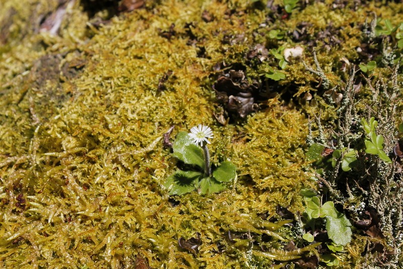Lagenophora latifolia photo 4