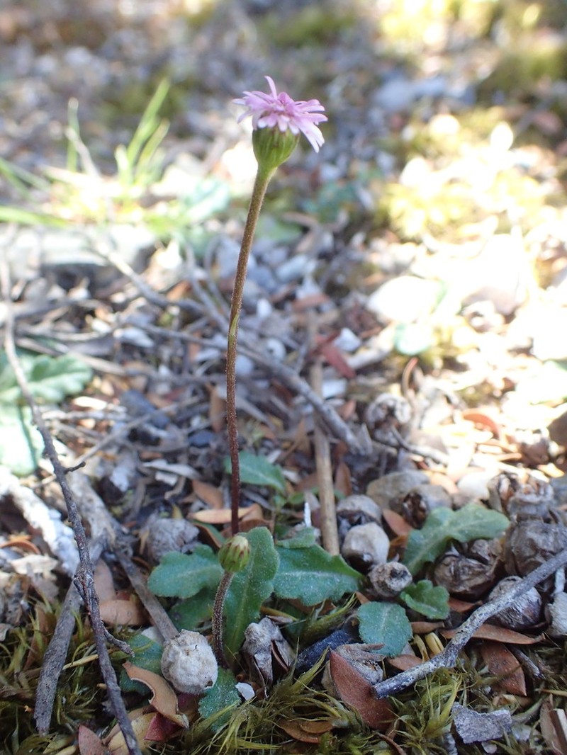 Lagenophora latifolia photo 6