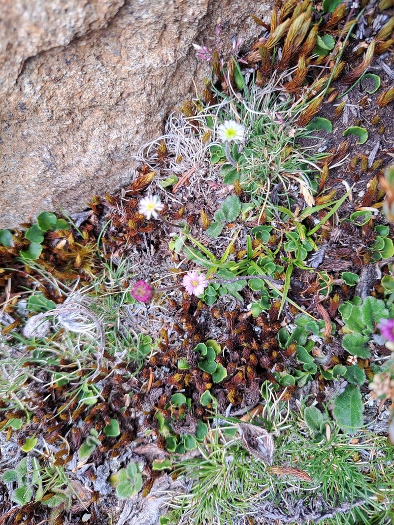 Lagenophora latifolia photo 7