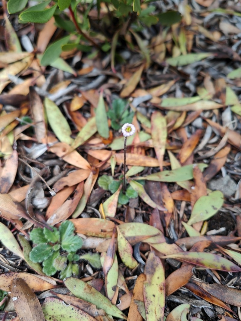 Lagenophora latifolia photo 8