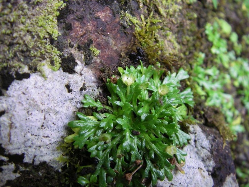 Lagenophora mikadoi photo 2