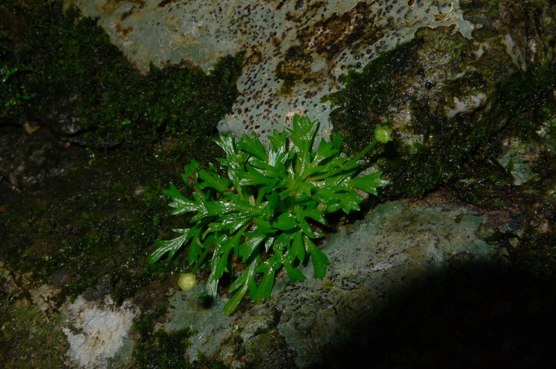 Lagenophora mikadoi photo 3