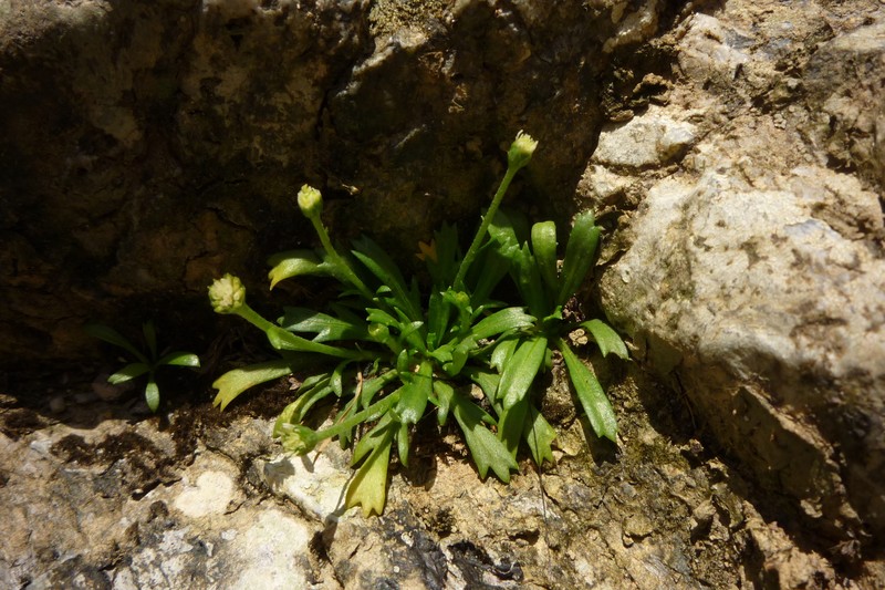 Lagenophora mikadoi photo 5
