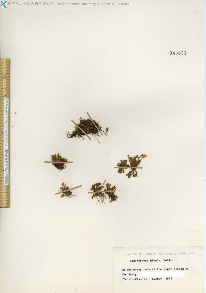 Lagenophora mikadoi photo 8
