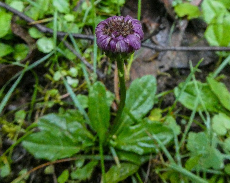 Lagenophora montana