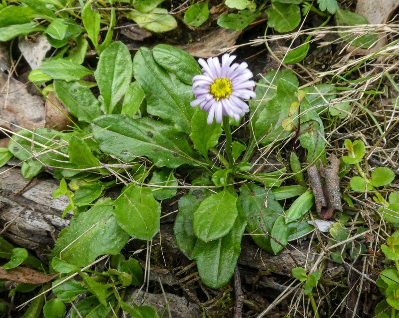 Lagenophora montana photo 2