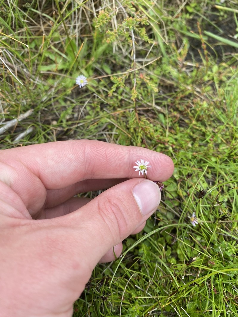 Lagenophora montana photo 3