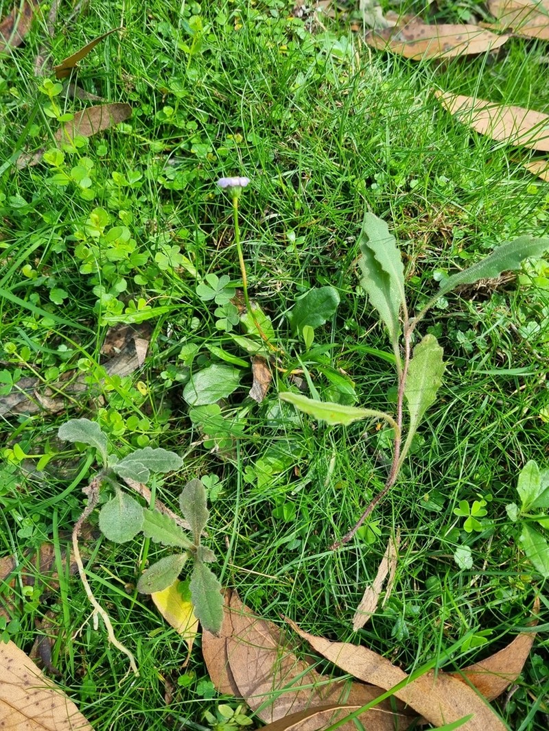 Lagenophora montana photo 4