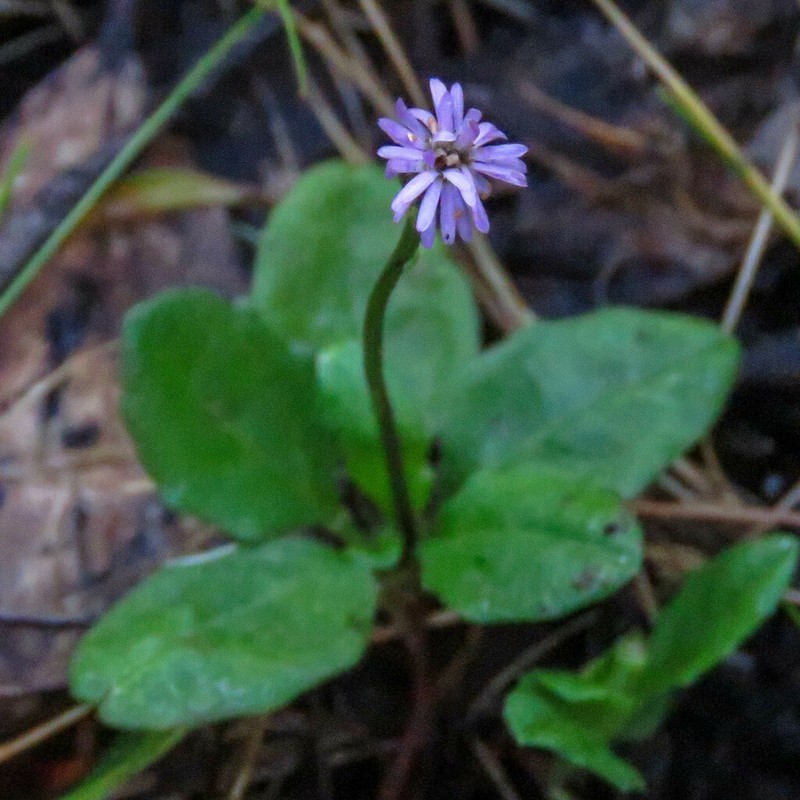 Lagenophora montana photo 5