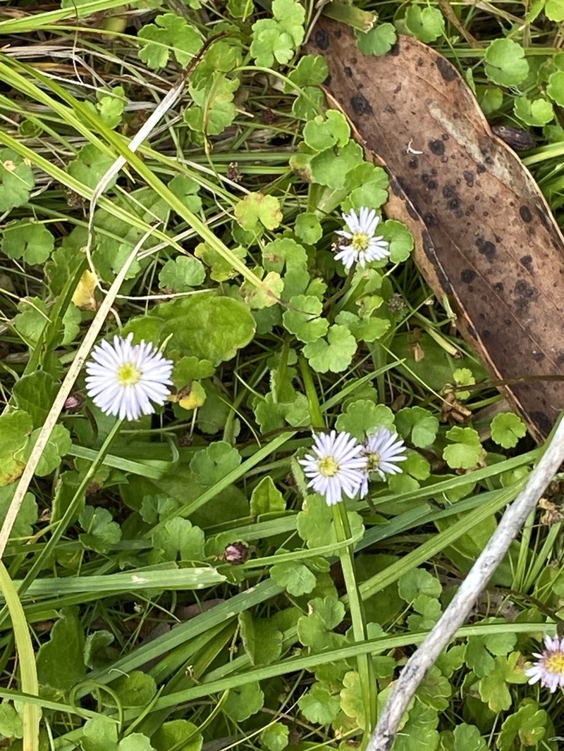 Lagenophora montana photo 6
