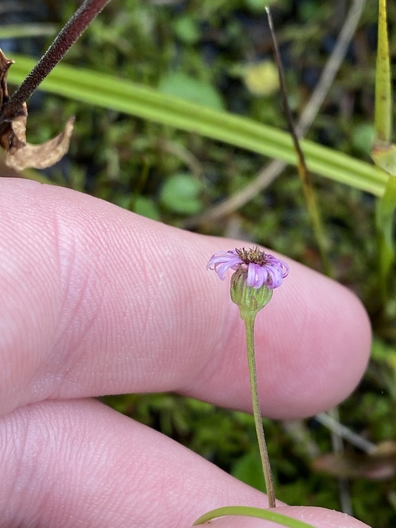 Lagenophora montana photo 7