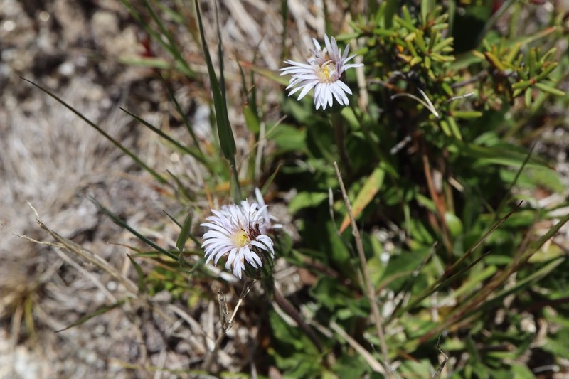 Lagenophora montana photo 8