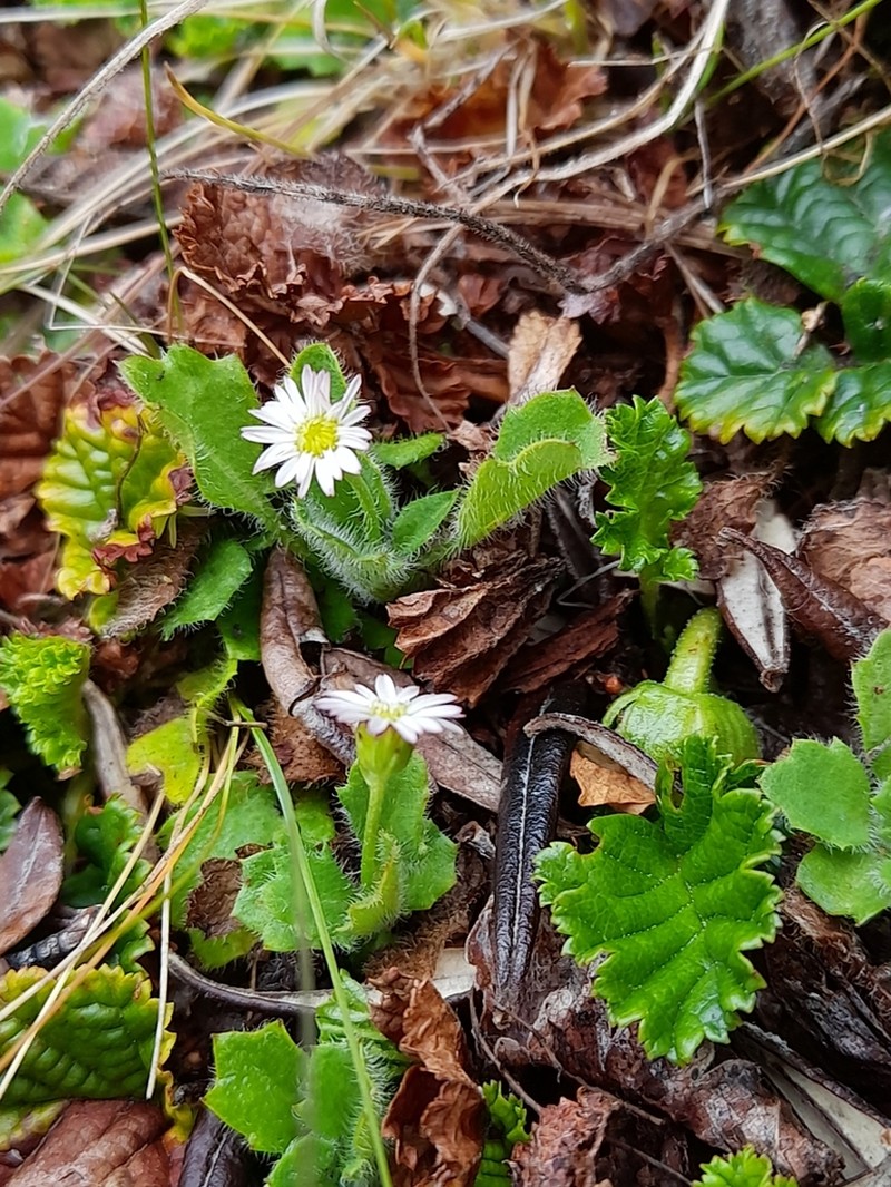 Lagenophora nudicaulis